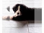 Bernese Mountain Dog PUPPY FOR SALE ADN-773100 - Lt Blue