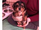 Shorkie Tzu-Yorkshire Terrier Mix PUPPY FOR SALE ADN-773076 - Shorkie Puppies
