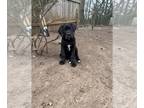 Cane Corso PUPPY FOR SALE ADN-773071 - Beautiful cane corso