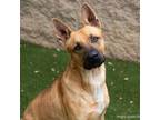 Adopt FONZY a German Shepherd Dog