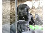 Cane Corso PUPPY FOR SALE ADN-773059 - Cane corso puppies