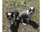 Boston Terrier PUPPY FOR SALE ADN-773030 - Boston Finest