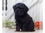 Cock-A-Poo PUPPY FOR SALE ADN-772999 - Cockapoo