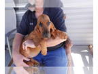 Bloodhound PUPPY FOR SALE ADN-772987 - Bloodhound puppies