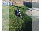 Basset Hound PUPPY FOR SALE ADN-772984 - Euro Basset Hound puppies