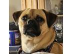 Adopt Mr. Pugsly Courtesy Post a Pug, Beagle