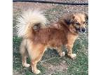 Adopt Bradley Courtesy Post a Pomeranian, Dachshund