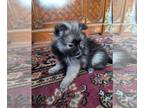 Pomeranian PUPPY FOR SALE ADN-772926 - Misty