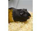 Adopt Bear a Guinea Pig