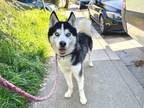 Adopt CHOWDER* a Siberian Husky