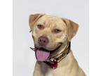 Adopt BILLY a Pit Bull Terrier