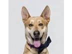 Adopt DINGO a German Shepherd Dog, Husky