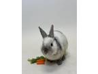 Adopt LEON a Bunny Rabbit