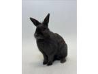 Adopt JET a Bunny Rabbit