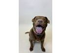 Adopt DANDY a Labrador Retriever, Mixed Breed