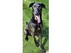 Adopt Silas a Doberman Pinscher, Great Dane