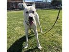 Adopt BINGO a Mixed Breed