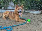 Adopt GOOFY a German Shepherd Dog, Chow Chow
