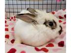 Adopt FRANK ZAPA a Bunny Rabbit