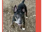 Adopt CHICO a Bull Terrier