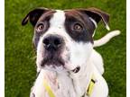 Adopt Quetzalcoatl a Pit Bull Terrier