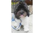 Adopt PingPong a Havanese