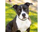 Adopt BRUNO a Pit Bull Terrier