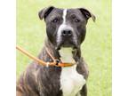 Adopt LUMA a Pit Bull Terrier