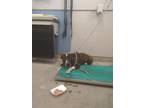 Adopt LUMA a Pit Bull Terrier