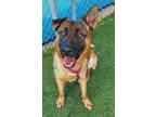 Adopt Lefty a German Shepherd Dog