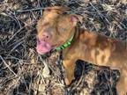 Adopt REUBEN a Pit Bull Terrier, Mixed Breed