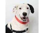 Adopt Pongo a Border Collie