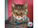 Adopt Rocky a Domestic Short Hair