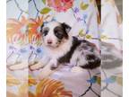 Australian Shepherd PUPPY FOR SALE ADN-773020 - Beautiful Babies