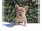 French Bulldog PUPPY FOR SALE ADN-773003 - AKC Isabella Tri French Bulldog Puppy