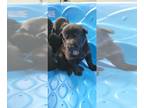 German Shepherd Dog PUPPY FOR SALE ADN-772872 - Black GSD puppies