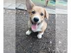 Pembroke Welsh Corgi PUPPY FOR SALE ADN-772799 - Red and White Corgi