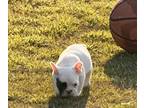 French Bulldog PUPPY FOR SALE ADN-772779 - Frenchie For Sale