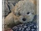 Poodle (Toy) PUPPY FOR SALE ADN-772777 - Toy poodle