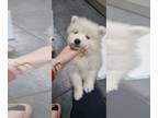 Samoyed PUPPY FOR SALE ADN-772707 - AKC REG Samoyed puppies for Sale