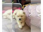 Chow Chow PUPPY FOR SALE ADN-772701 - AKC chow chow puppies for Sale