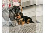 Yorkshire Terrier PUPPY FOR SALE ADN-772683 - Handsome Yorkshire Terrier Puppy