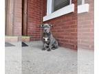 American Bully DOG FOR ADOPTION ADN-772607 - American Bully Pups