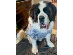 Adopt Ollie a Saint Bernard