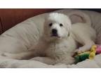 Adopt Charlie Brown a Great Pyrenees