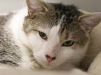 Adopt BRUCE a Domestic Short Hair