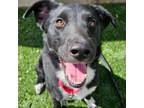 Adopt Happy Feet a Border Collie, Mixed Breed