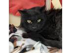 Adopt Onyx a Domestic Long Hair