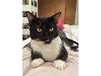 Adopt Brooke a Domestic Short Hair