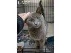 Adopt Lindt (FCID# 03/19/2024 - 61 Trainer) a Domestic Short Hair